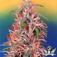 Dutch Passion Seeds Skunk Passion